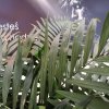 Niedziela_Palmowa_2025_19