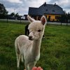 Ministranci w Boryczy